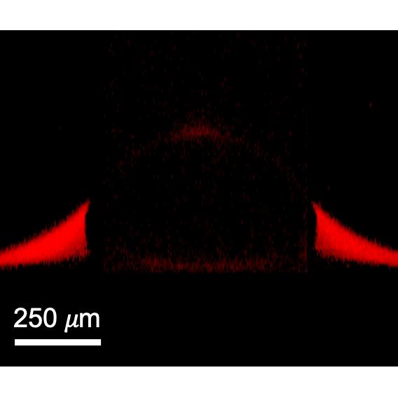 Water droplet on a fluorescently labelled lubrication film